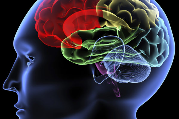 graphic representation of the human brain